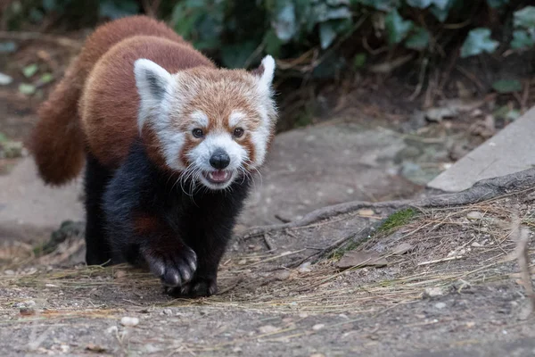 Vörös panda közelről portré — Stock Fotó