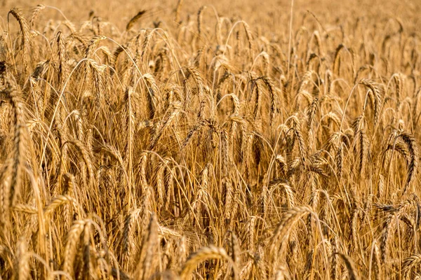 Зрелое зерно пшеничного поля шип уха головы — стоковое фото