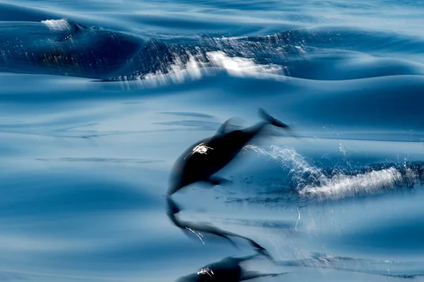 Efecto de movimiento sobre el delfín mientras salta en el mar azul profundo —  Fotos de Stock