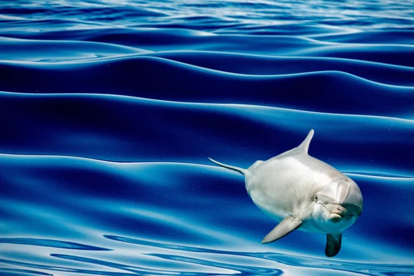 Vanlig Delfin hoppning utanför det blå havet — Stockfoto