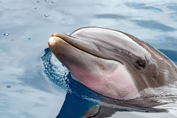 Dolphing leende öga närbild porträtt — Stockfoto