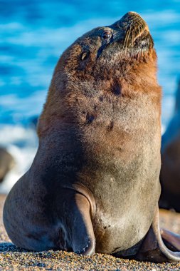 Sahilde erkek Deniz Aslan