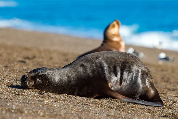 Manliga sjölejon på stranden — Stockfoto