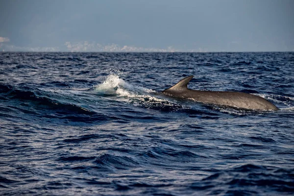 Rorqual commun espèce en voie de disparition rare à voir — Photo