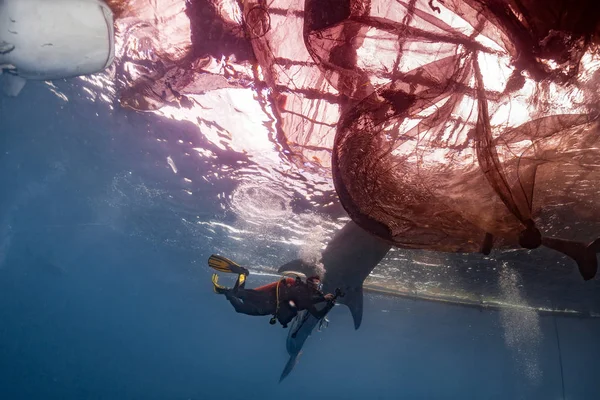 Walvishaai onderwater het naderen van een duiker in Indonesië — Stockfoto