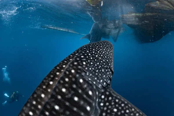 Squalo balena sott'acqua si avvicina a un subacqueo in Indonesia — Foto Stock