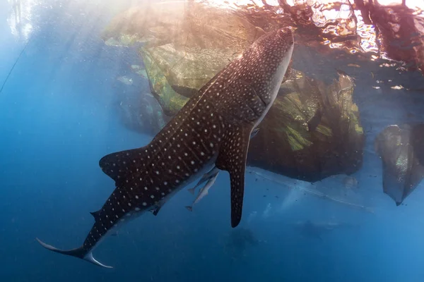 Tiburón ballena bajo el agua acercándose a una red de pesca —  Fotos de Stock