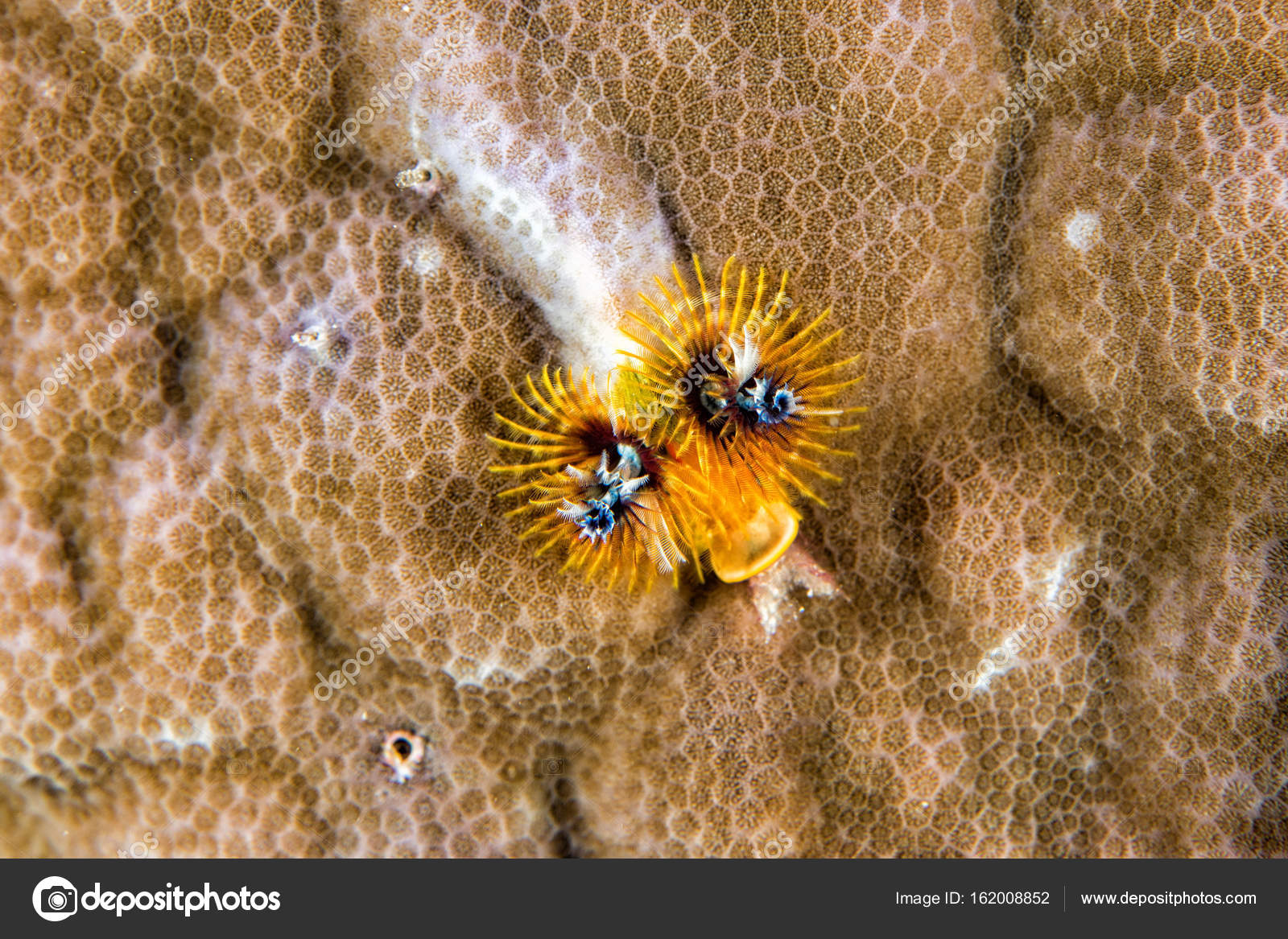 Yellow And Black Christmas Tree Worm Stock Photo C Izanbar