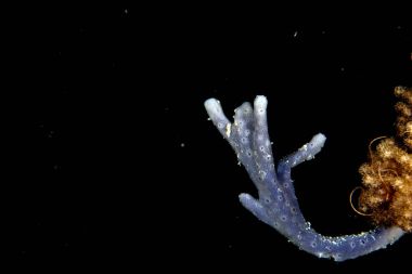 tuibe sünger resif arka plan raja ampat içinde