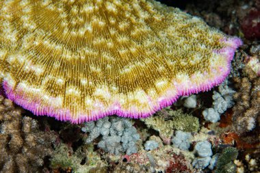 sert mercan ayrıntı makroyu kapatın 