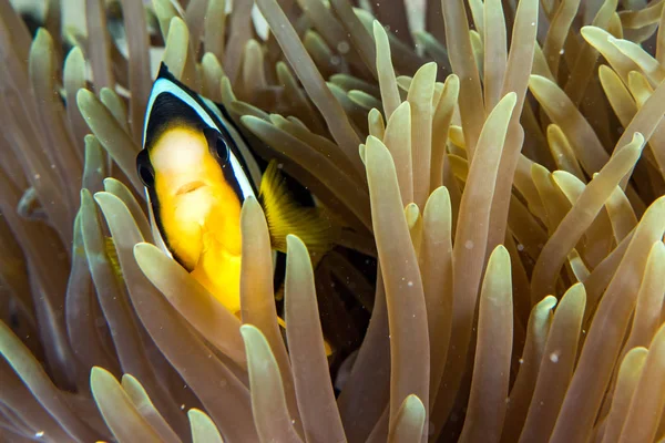 Clown fisk inuti röda anemone i Indonesien — Stockfoto