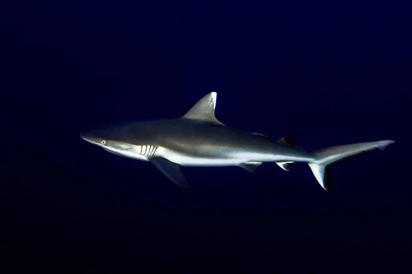 Grey shark ready to attack underwater in the blue — Stock Photo, Image