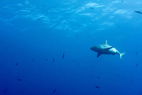 Requin gris prêt à attaquer sous l'eau dans le bleu — Photo