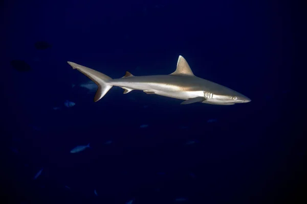 Jovem tubarão cinzento recém-nascido pronto para atacar debaixo d 'água no azul — Fotografia de Stock
