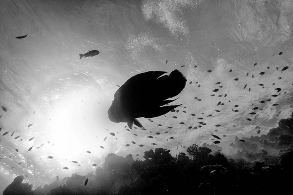 ナポレオン魚水中の肖像画は、モルディブのクローズ アップ — ストック写真