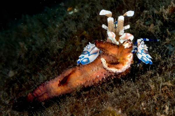 할리 퀸 새우 hymenocera 선 충 picta 가까이 — 스톡 사진