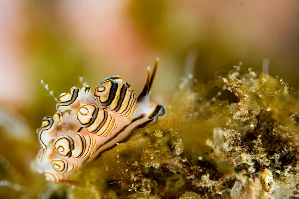 Colorido donut nudibranch close up macro detalhe — Fotografia de Stock