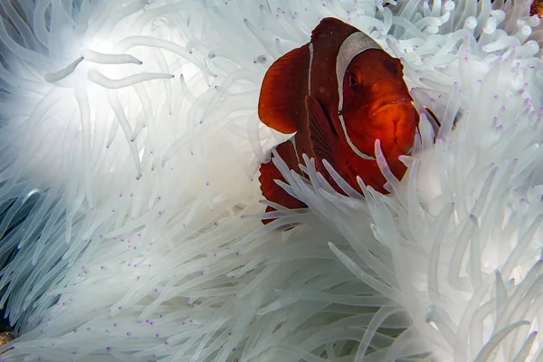 Clown fisk inuti röda anemone i Indonesien — Stockfoto