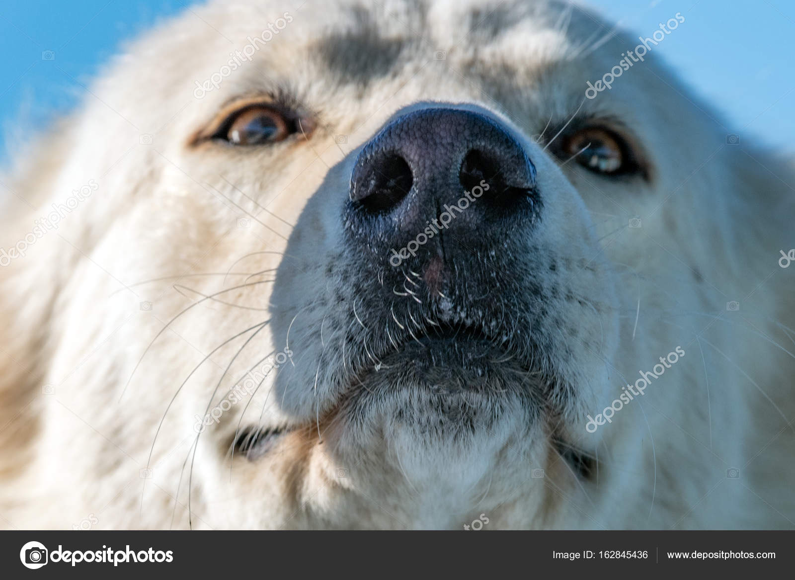White wolf dog while looking at you — Stock Photo © izanbar 162845436
