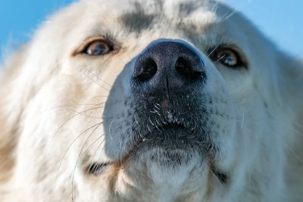 Biały Wilk pies patrząc na Ciebie — Zdjęcie stockowe