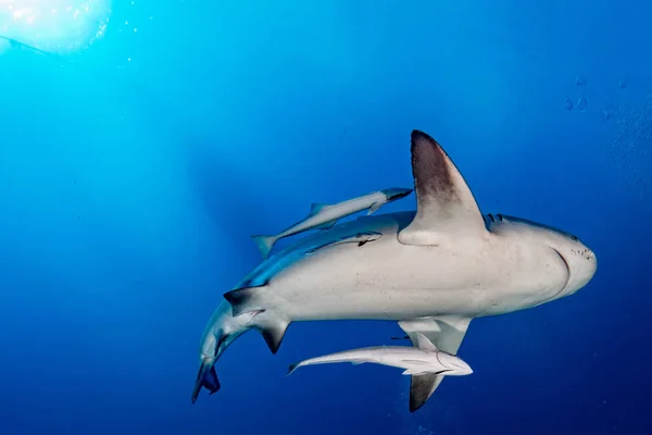 Requin taureau dans le fond bleu de l'océan — Photo