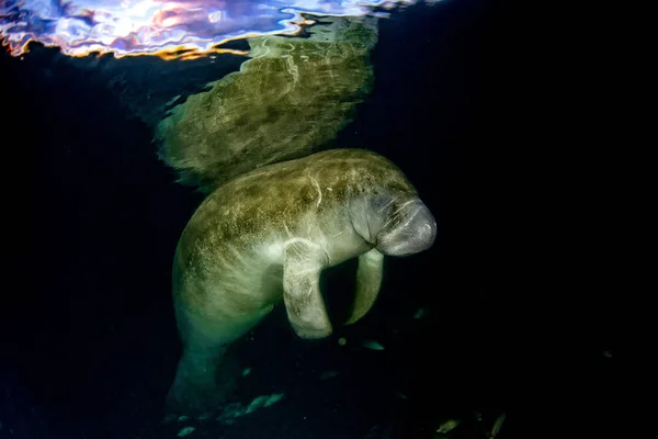 Florida manatee zár megjelöl portré — Stock Fotó