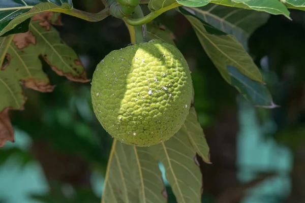 폴리네시아의 빵 나무 열매 — 스톡 사진