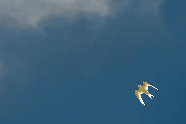 波利尼西亚白色灯笼在深蓝色天空背景 — 图库照片