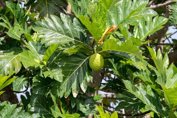 Bread tree fruit in polynesia — Stock Photo, Image