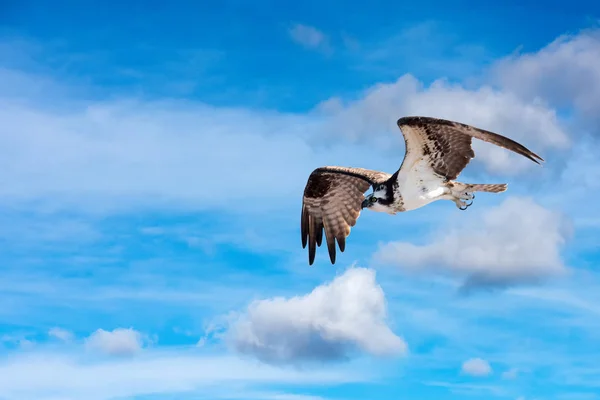 Fiskgjuse fågel medan flygande — Stockfoto