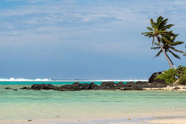 ポリネシアのビーチにココナッツのヤシの木 — ストック写真