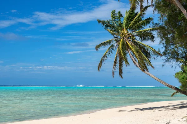 Coconut palm tree on polynesia beach — Stock Photo, Image