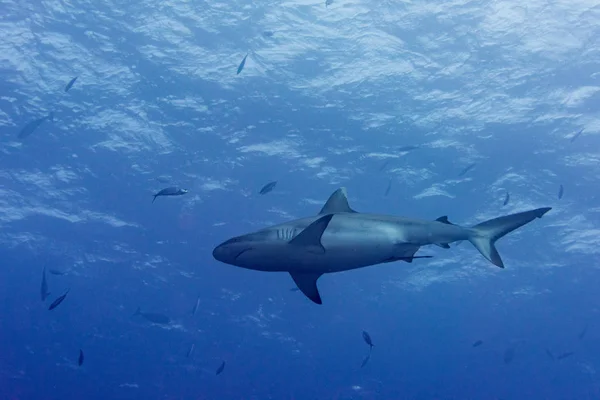 Requin gris prêt à attaquer sous l'eau dans le bleu — Photo