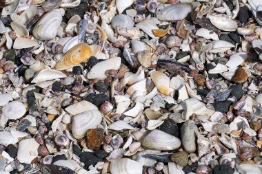 Sahilde birçok farklı kabukları