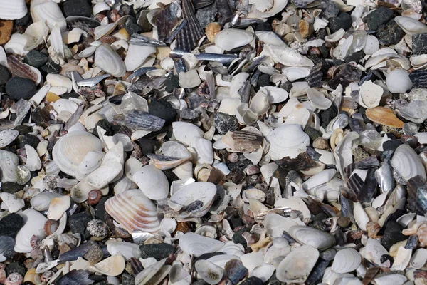 Muchas conchas diferentes en la playa —  Fotos de Stock