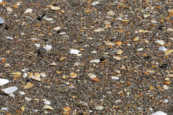 Sahilde birçok farklı kabukları