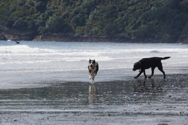 Köpek kumsalda oynuyor.