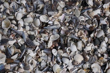 Sahilde birçok farklı kabukları