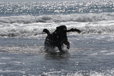 Köpek kumsalda oynuyor.