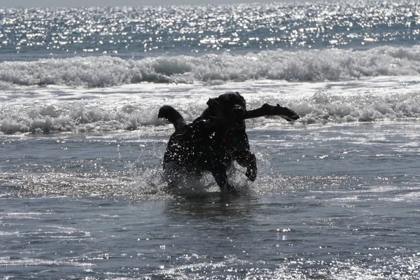 Köpek kumsalda oynuyor.