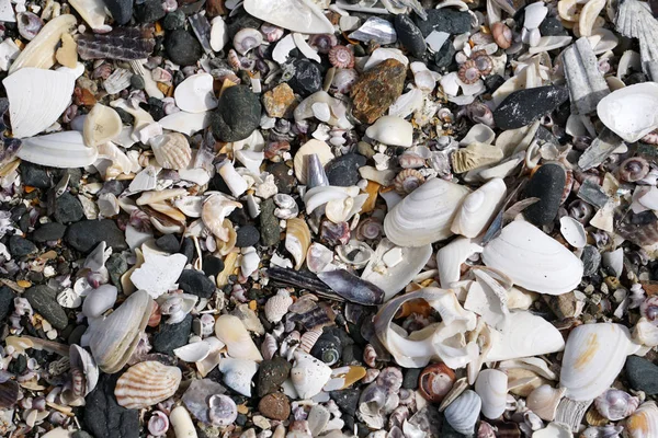 Sahilde birçok farklı kabukları