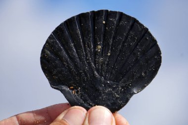 El ile gökyüzünde bir deniz hayvanı kabuğu