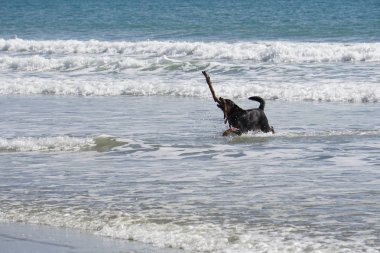 Köpek kumsalda oynuyor.