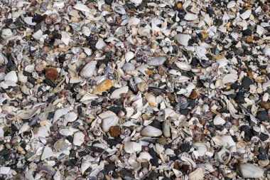 Sahilde birçok farklı kabukları