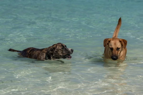 Perros en la playa polinesia tropical —  Fotos de Stock