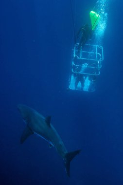 Dalgıçlar ile büyük beyaz köpekbalığı su altında bir kafeste 