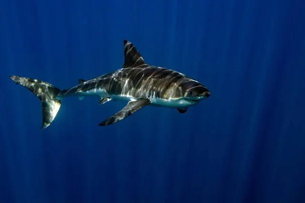 Nagy fehér cápa víz alatt készen áll a támadásra — Stock Fotó