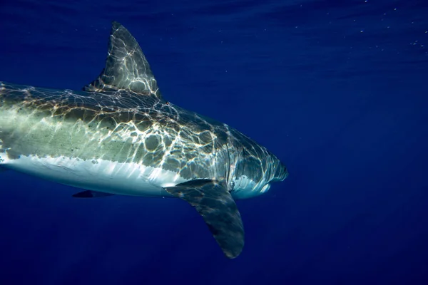 Gran tiburón blanco bajo el agua listo para atacar — Foto de Stock