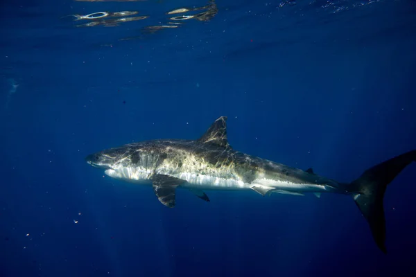 Gran tiburón blanco bajo el agua listo para atacar — Foto de Stock