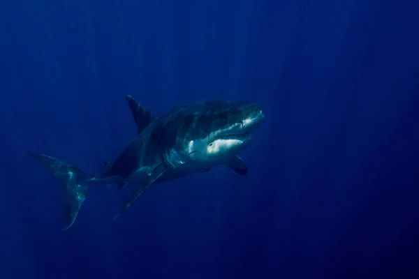 Weißer Hai unter Wasser bereit zum Angriff — Stockfoto